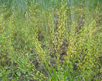 Load image into Gallery viewer, Camelina/Siberian Oilseed
