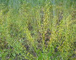 Load image into Gallery viewer, Camelina/Siberian Oilseed