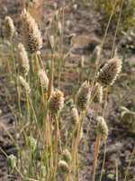 Load image into Gallery viewer, Canary Seed