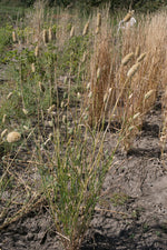 Load image into Gallery viewer, Canary Seed