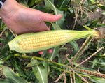 Load image into Gallery viewer, Sweet Corn - Orchard Baby