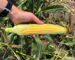 Load image into Gallery viewer, Sweet Corn - Simonet
