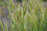 Load image into Gallery viewer, Wheat (Einkorn) - Black