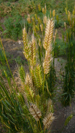 Load image into Gallery viewer, Wheat (Einkorn) - Blé Dur Arcour