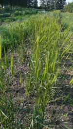 Load image into Gallery viewer, Wheat (Einkorn) - Blond