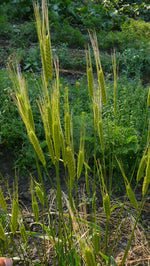 Load image into Gallery viewer, Wheat (Einkorn) - Blond