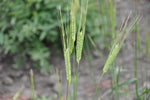 Load image into Gallery viewer, Wheat (Einkorn) - Blond