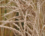 Load image into Gallery viewer, Wheat (Spelt) - Fall
