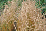 Load image into Gallery viewer, Wheat (Spelt) - Fall