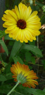 Load image into Gallery viewer, Calendula – Flashback Mix