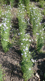 Load image into Gallery viewer, Flax