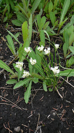 Load image into Gallery viewer, Allium Textile