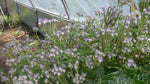 Load image into Gallery viewer, Phacelia – Wild Heliotrope