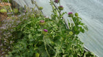Load image into Gallery viewer, Silybum - St. Mary's Milk Thistle