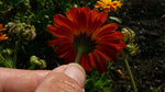 Load image into Gallery viewer, Calendula – Flashback Mix