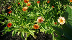 Load image into Gallery viewer, Calendula – Flashback Mix