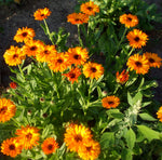 Load image into Gallery viewer, Calendula – Mix