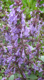 Load image into Gallery viewer, Nepeta - Catmint Blue Infinity