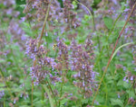 Load image into Gallery viewer, Nepeta - Catmint Blue Infinity