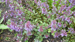 Load image into Gallery viewer, Nepeta - Catmint Blue Infinity