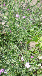 Load image into Gallery viewer, Agrostemma - Corn Cockle