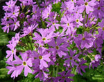 Load image into Gallery viewer, Primula - Cortusa Primrose