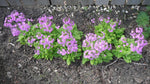 Load image into Gallery viewer, Primula - Cortusa Primrose