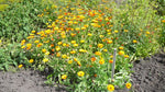 Load image into Gallery viewer, Calendula – Flashback Mix