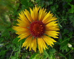 Load image into Gallery viewer, Gaillardia – Blanket Flower Wild