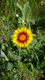 Load image into Gallery viewer, Gaillardia – Blanket Flower Wild