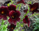 Load image into Gallery viewer, Salpiglossis – Chilean Black