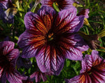 Load image into Gallery viewer, Salpiglossis – Paisley Flower Mix