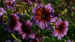 Load image into Gallery viewer, Salpiglossis – Paisley Flower Mix