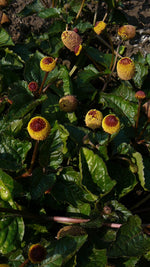 Load image into Gallery viewer, Spilanthes – Toothache Plant