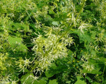 Load image into Gallery viewer, Echinocystis - Wild Cucumber