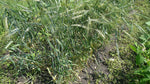 Load image into Gallery viewer, Wheat (Species) - Polish Khorassan