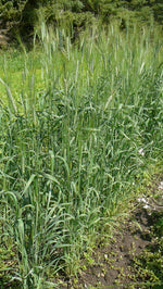 Load image into Gallery viewer, Wheat (Emmer) - Emmer