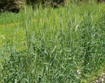 Load image into Gallery viewer, Wheat (Emmer) - Emmer