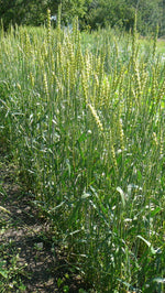 Load image into Gallery viewer, Wheat (Bread) - Ruby