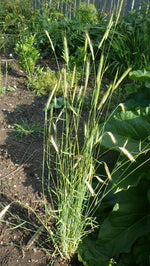 Load image into Gallery viewer, Rye - Sepp Holzer's