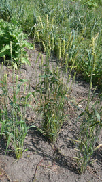 Load image into Gallery viewer, Wheat (Bread) - Hard Red Calcutta