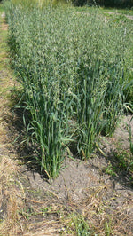 Load image into Gallery viewer, Oat (Hulled) - Carvelle