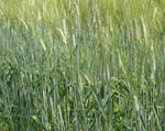 Load image into Gallery viewer, Wheat (Durum) - Pelissier