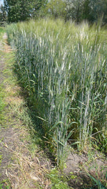 Load image into Gallery viewer, Wheat (Durum) - Pelissier