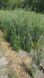 Load image into Gallery viewer, Oat (Hulless) - Torch River