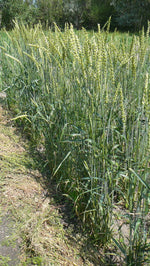 Load image into Gallery viewer, Wheat (Bread) - Rescue