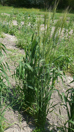 Load image into Gallery viewer, Wheat (Bread) - Canus