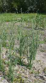 Load image into Gallery viewer, Oat (Hulled) - Red Rust Proof