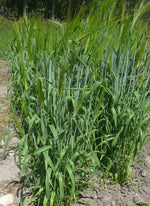 Load image into Gallery viewer, Barley (Hulless) - Special Mix