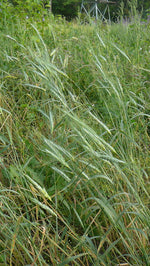 Load image into Gallery viewer, Wheat (Species) - T. Isphanicum